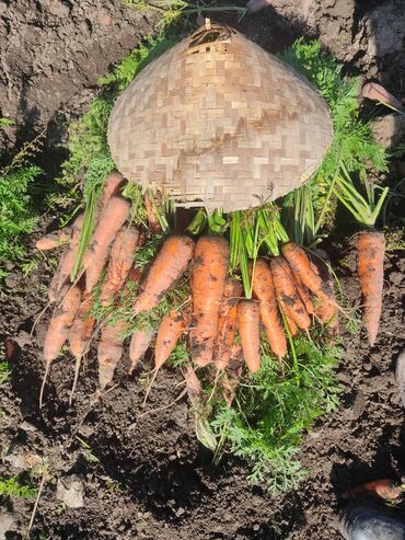 Овощи: Саженцы овощей: Морковь — 5