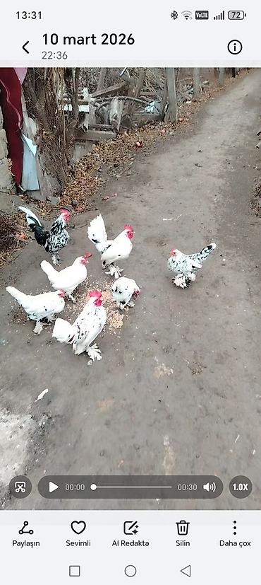 Toyuqlar: Toyuq, Damazlıq — 9