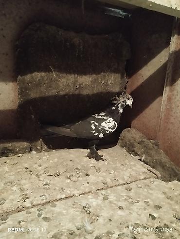 Göyərçinlər: Tam sağlam 10 quş,tək tək ayrı qiymət real alıcıya endirimdə olacaq — 10