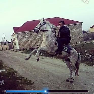 is tap.az: Salam herkese gununuz ugurlu olsun.kim istese at surmey oyredirem — 7
