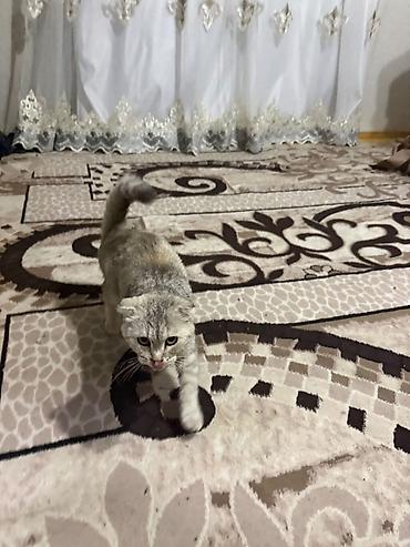 boyuməyən pişiklər: Şotland — 3
