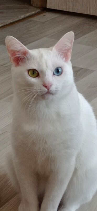 животные коты: Куплю кошку или кота, короткошёрстного белого окраса с разными
