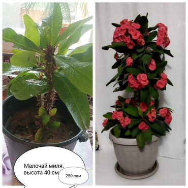 комнатные растения цветы: Продаю комнатные цветы