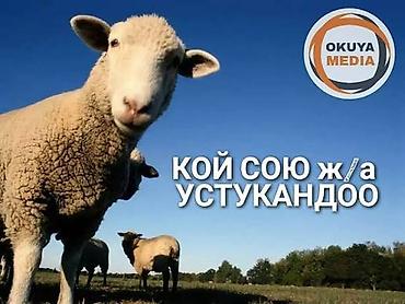 кой сойушка: Кой союп, устукандап беребиз! Үйүңүздөргө барып союп беребид — 1