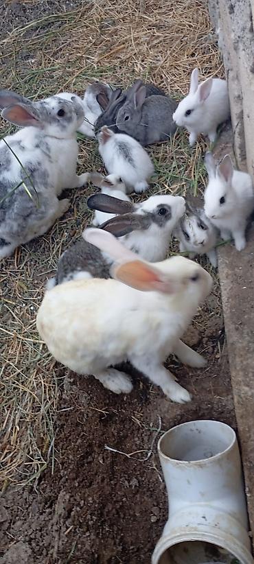 holland lop dovşan: Ancaq balaları satılır birinin qiyməti 10 manatdir!!!!!!!Satlıq — 4