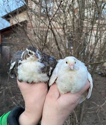 восточная ориентальная кошка: Продам молодяк перепела! Возраст 35 дней! Скоро начнут нести яйца!