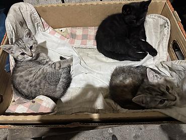 коты для вязки: Отдам даром котят 
Возраст 2мес 
2кошки 1кот — 5