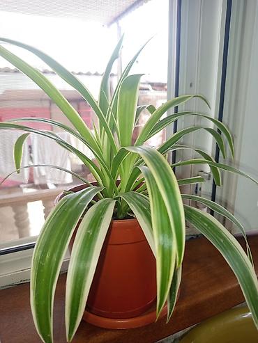 sakura agaci satisi: Xlorofitum (Spider Plant) – zolaqlı dekorativ otaq bitkisi tam — 2