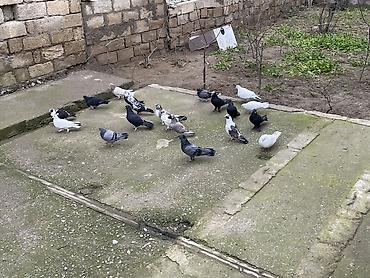 Göyərçinlər: 22 ədəddir üsd üsdə 4 manatdan tərgidmə maraqlanan vp yazsın video — 4