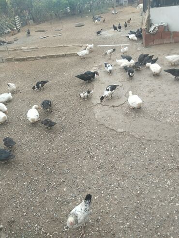 deve eti: Satış üçün müxtəlif ev quşları - Cinslər: ördək (ağ və qara-ləkəli