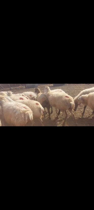 Qoyunlar, qoçlar: Satlır — 5