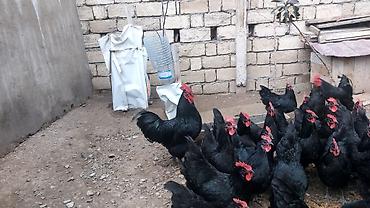 Toyuqlar: Toyuq, Australorp, Damazlıq, Ünvandan götürmə — 9