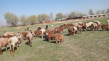 Продажа другой коммерческой недвижимости: Срочно продается кошара.( в 7 км от трасы Бишкек Кара- Балта ) 40 — 18