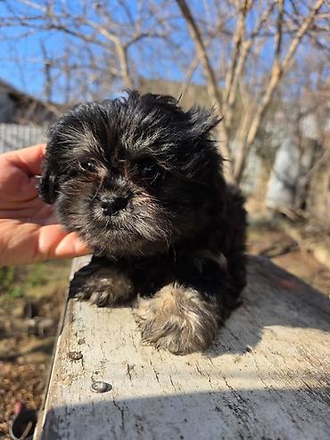 İtlər: Pekines — 5