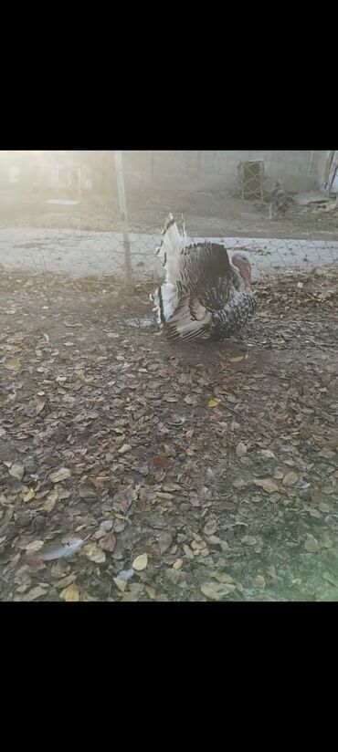 ddr3 памяти ноутбука: Продаю индюка прошлогодний цена 3.000 тысяча сом торг есть lalafo.kg да ddr3 памяти ноутбука: Продаю индюка прошлогодний цена 3.000 тысяча сом торг есть