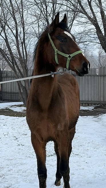 Лошади, кони: Продаю | Жеребец | Для разведения — 8