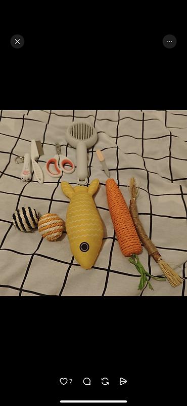 Продажа кошек: Скотиш Фолд (Шотландская вислоухая), 2 месяца, Девочка, Серый, Приучена к лотку, Проглистована, С документами — 9