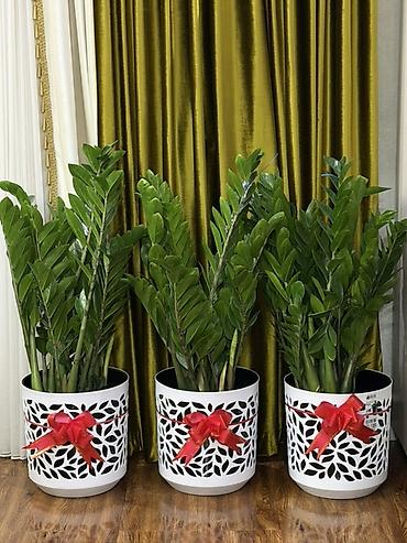 Комнатные растения: Сатылат! 🌿 Замиокулькас (доллар дарагы) – үйгө жана офиске эң жакшы — 1