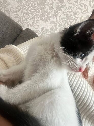 возьму котят: Котёнок, бело‑чёрный окрас, короткошёрстный. Милый розовый носик