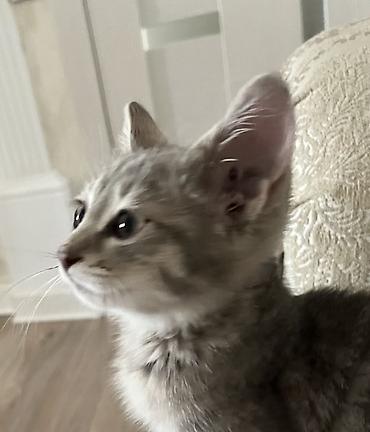 каракол животных: 3 месяца, Девочка, Серый, Приучена к лотку, Проглистована — 5