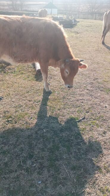 Dana, buzov: Dana, buzov, Dişi, ay: 12, Damazlıq, Ünvandan götürmə — 2