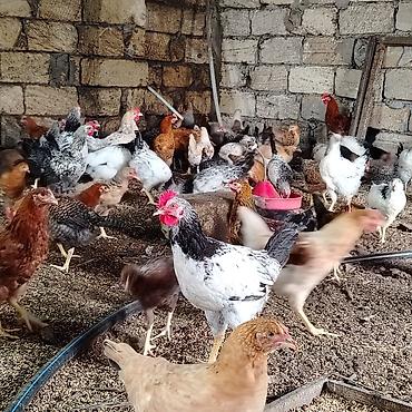 toyuq cuce fermasi: Yerli təsərrüfatdan toyuqlar – qarışıq yumurta yönümlü cinslər - — 4