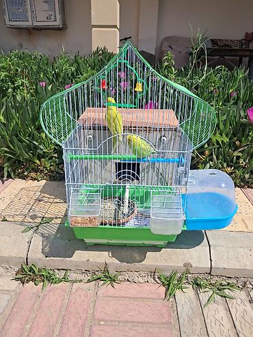 akvarium ve baliqlar: Dalğalı tutuquşu cütü və aksesuarlarla qəfəs dəsti Məhsul tərkibi: - — 1