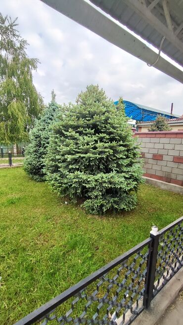 боконбаева молодая гвардия: Продаётся два голубых ель молодые at lalafo.kg боконбаева молодая гвардия: Продаётся два голубых ель молодые