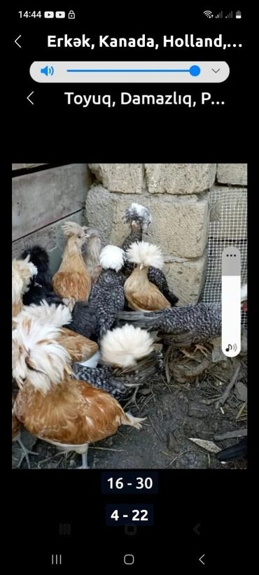 Toyuqlar: Toyuq, Damazlıq, Ödənişli çatdırılma — 7