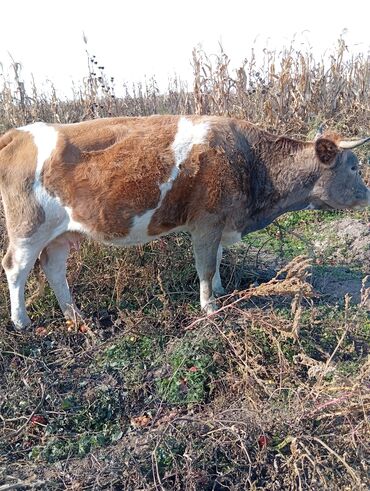 собака стафф: Продаю | Корова (самка) | Для разведения | Привязанные