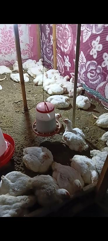 xaski it satisi: Salam. diri. oynag. brolerdi. temiz cekisi. 6.50 isdiyen olsa — 1