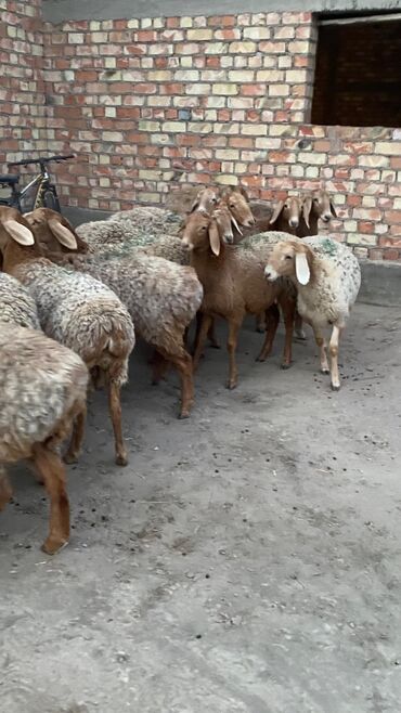 Бараны, овцы: Продаю | Овца (самка) | Арашан | Для разведения | Матка — 9