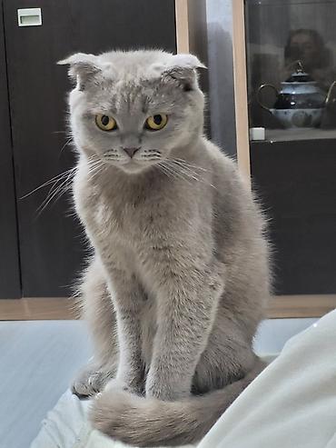 Кошки: Шотландская, Самка, В добрые руки, Платная доставка, Самовывоз — 4