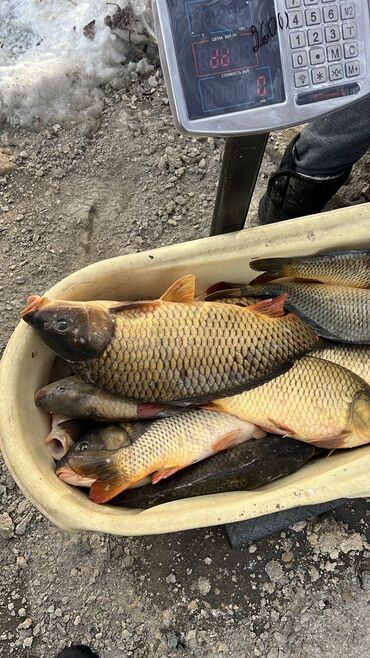 Рыбы: АССАЛАМУ АЛЕЙКУМ КУПЛЮ РЫБУ 🐟 🐟 САЗАН И КАРП В БОЛЬШОМ КОЛИЧЕСТВЕ ОТ 2