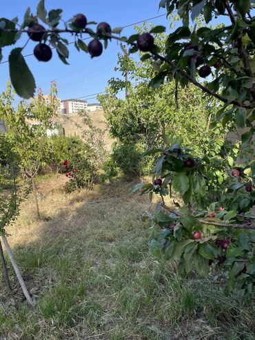 Bağ evlərinin satışı: Bakı, Binəqədi qəs., 500 kv. m, 6 otaqlı, Hovuzsuz, Kanalizasiya, Kombi, Telefon -da lalafo.az — 30 Bağ evlərinin satışı: Bakı, Binəqədi qəs., 500 kv. m, 6 otaqlı, Hovuzsuz, Kanalizasiya, Kombi, Telefon — 30