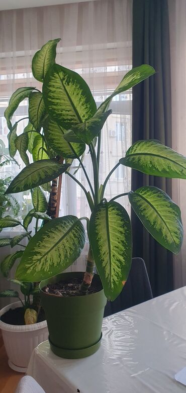Ağaclar: Dieffenbachia (bəxtyarpaq) – dekorativ otaq bitkisi
Diffenbahya