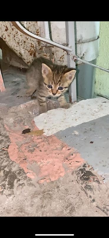 котятк: ИЩИМ ДОМ КОТЯТКАМ ❗️‼️ Котята, тигровые окрасы и один чёрный. Возраст — 4