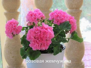 малина ежевика: Продаю сортовые пеларгонии в горшке 1 л./ 250сом.(в горшках по 3-4 — 1