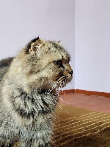 şotland yastı qulaq: Şotland uzun tüklü, Ödənişli çatdırılma — 1