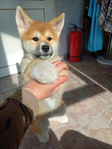 Akita-inu, 2 ay, Erkek, Peyvəndli, Ünvandan götürmə