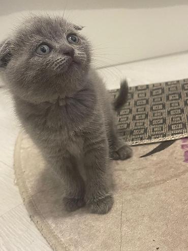 Pişiklər: Şotland — 1