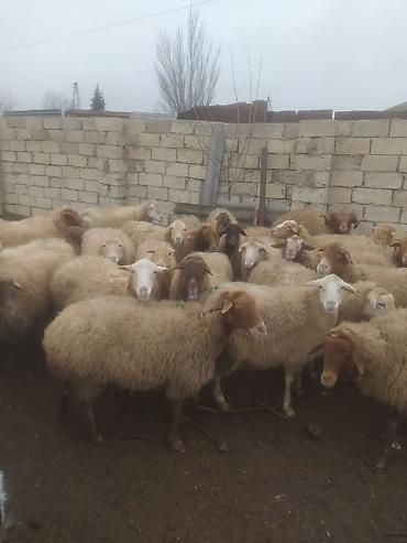 Qoyunlar, qoçlar: Qoyunlar, qoçlar — 7