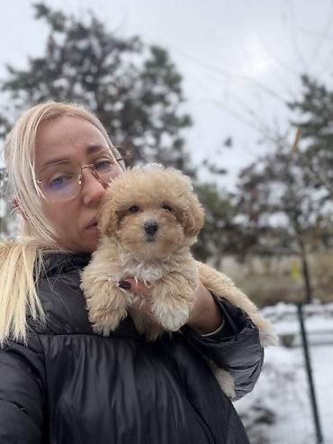 toy pudle srbija: Maltipoo vrhunske genetike u registrovanoj odgaivacnici Bahu Djokovic — 3