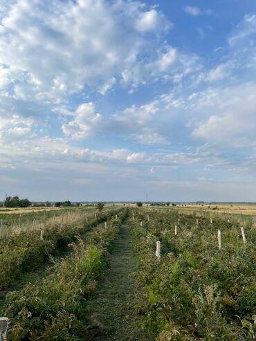 жер участок каракол: 200 соток, Бизнес үчүн