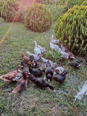 poni at satilir: Salam lavanda krasnadar zumrud ve pekin ordek ballari iclerinde — 5
