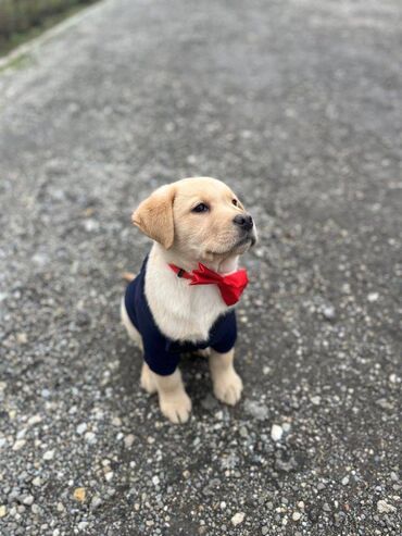 drveni krevet za pse: Labrador štenci na prodaju u zutoj boji, oba pola u ponudi. Štenci su