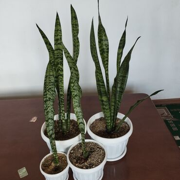 гулдор комнатный: Другие комнатные растения