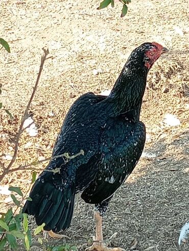 bmw 3 серия 318ti at: Giləni 1 fərə +1 xoruz birlikdə 70 azn 
8 _ aylıq at lalafo.az bmw 3 серия 318ti at: Giləni 1 fərə +1 xoruz birlikdə 70 azn 
8 _ aylıq