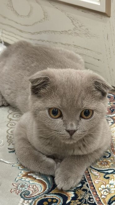 сиамская вислоухая кошка цена: Продается Шотландский вислоухий котёнок 4 месяца, в подаро большой