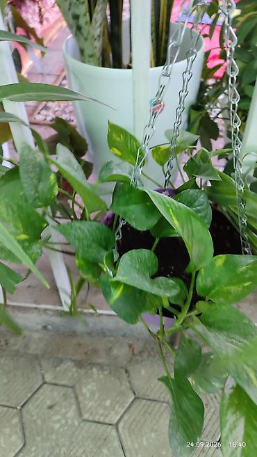 Молочайлар: Горшечные комнатные растения: 1) Молочай миля (Euphorbia milii — 5
